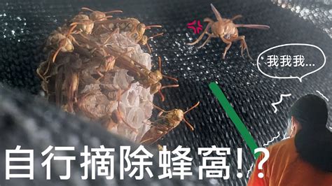 家裡有蜂窩|蜂窩煩惱？一招搞定